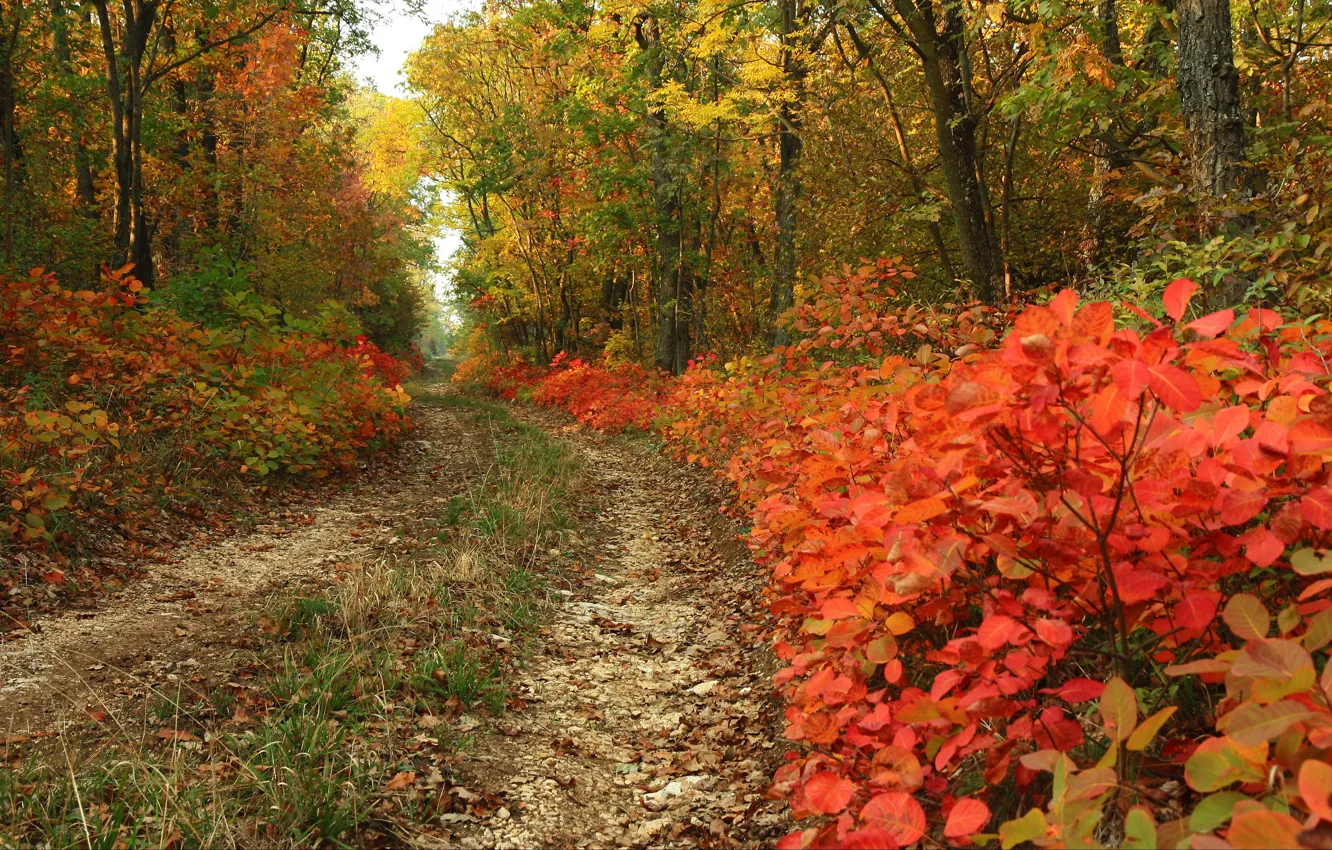 Photo wallpaper autumn, foliage, trail, forest, Autumn, leaves, path, fall
