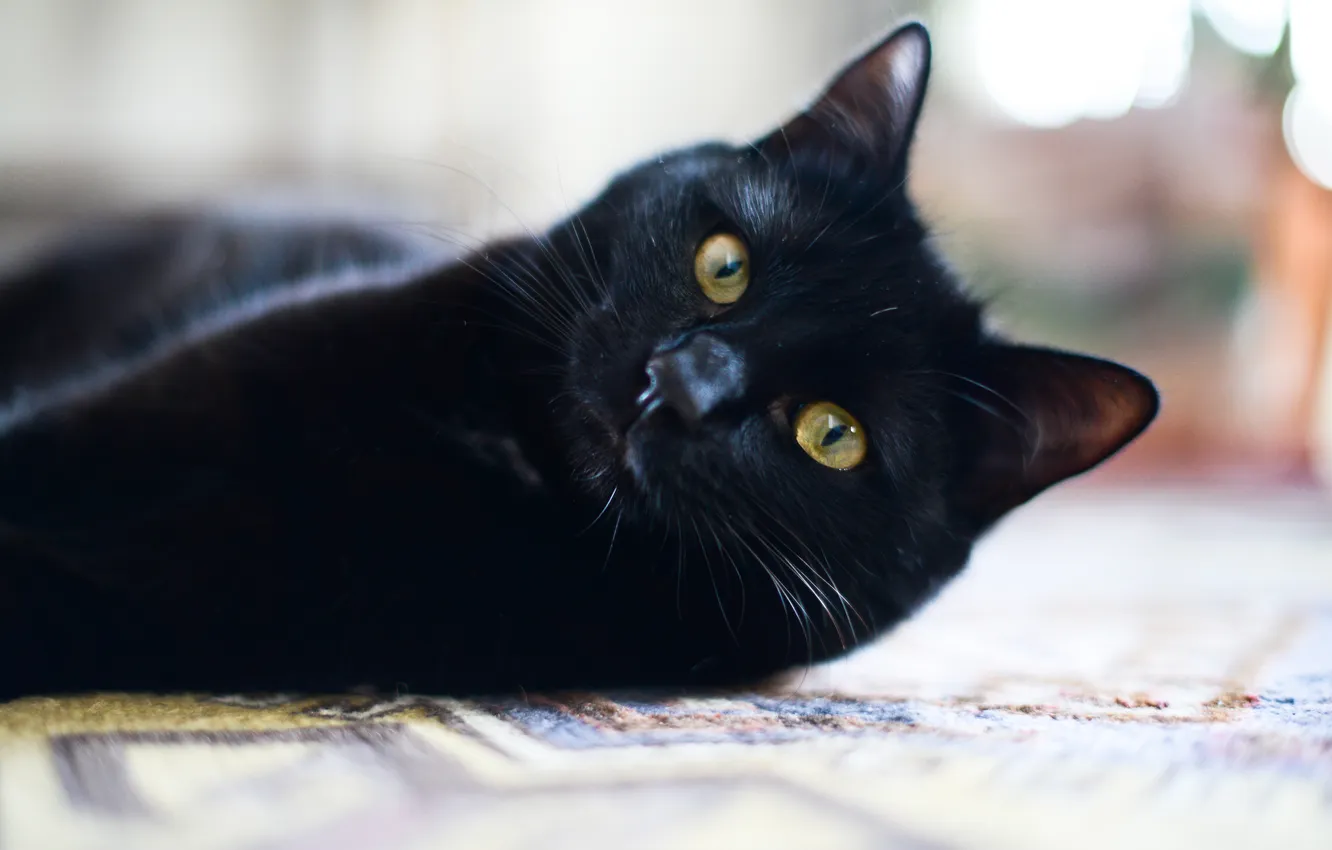 Photo wallpaper cat, look, animal, black cat, looks