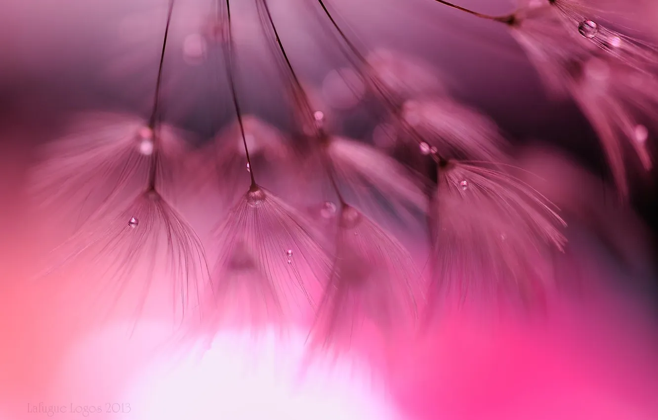 Photo wallpaper macro, dandelion, seeds