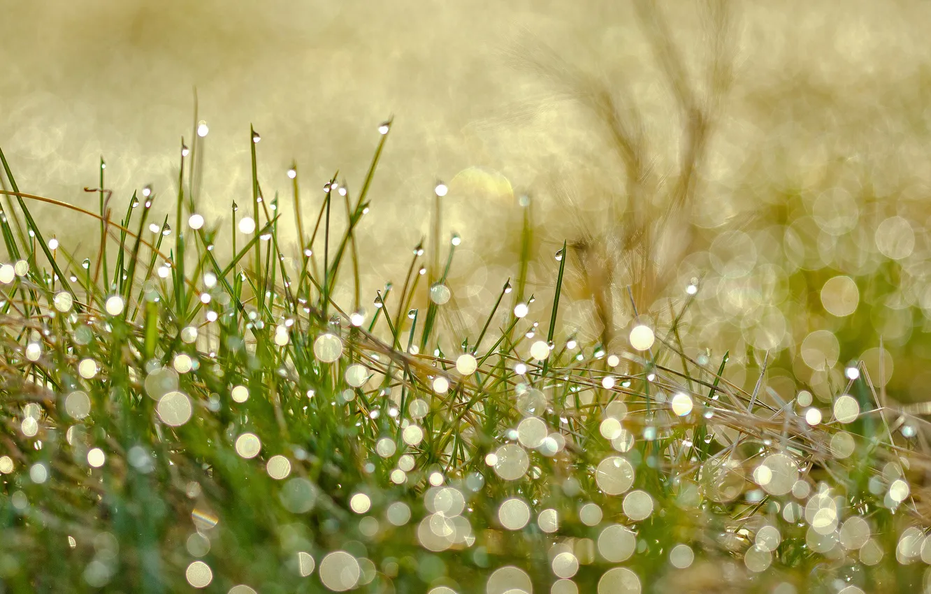 Photo wallpaper grass, drops, macro, Rosa, glare, bokeh, razmytost