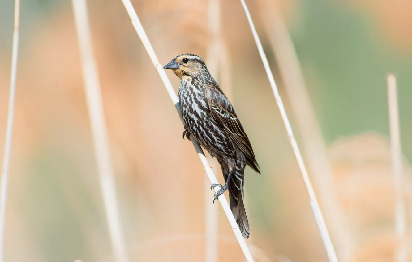 Photo wallpaper background, bird, reed