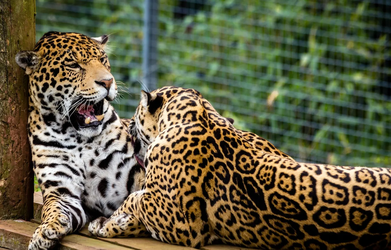 Photo wallpaper pair, Jaguar, wild cats