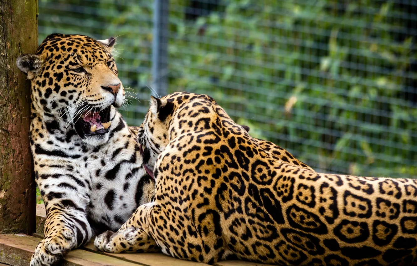 Photo wallpaper pair, wild cats, jaguars