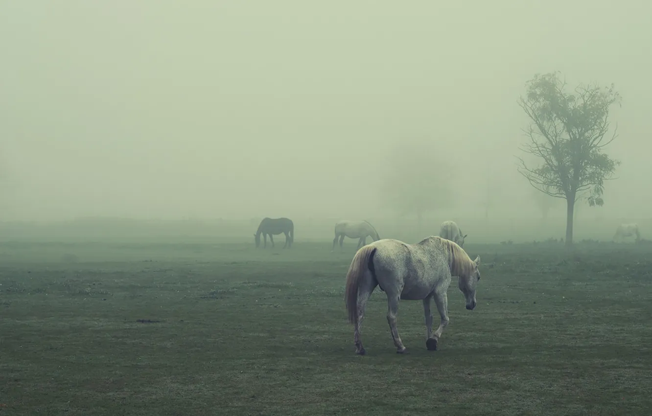 Photo wallpaper field, horses, foggy