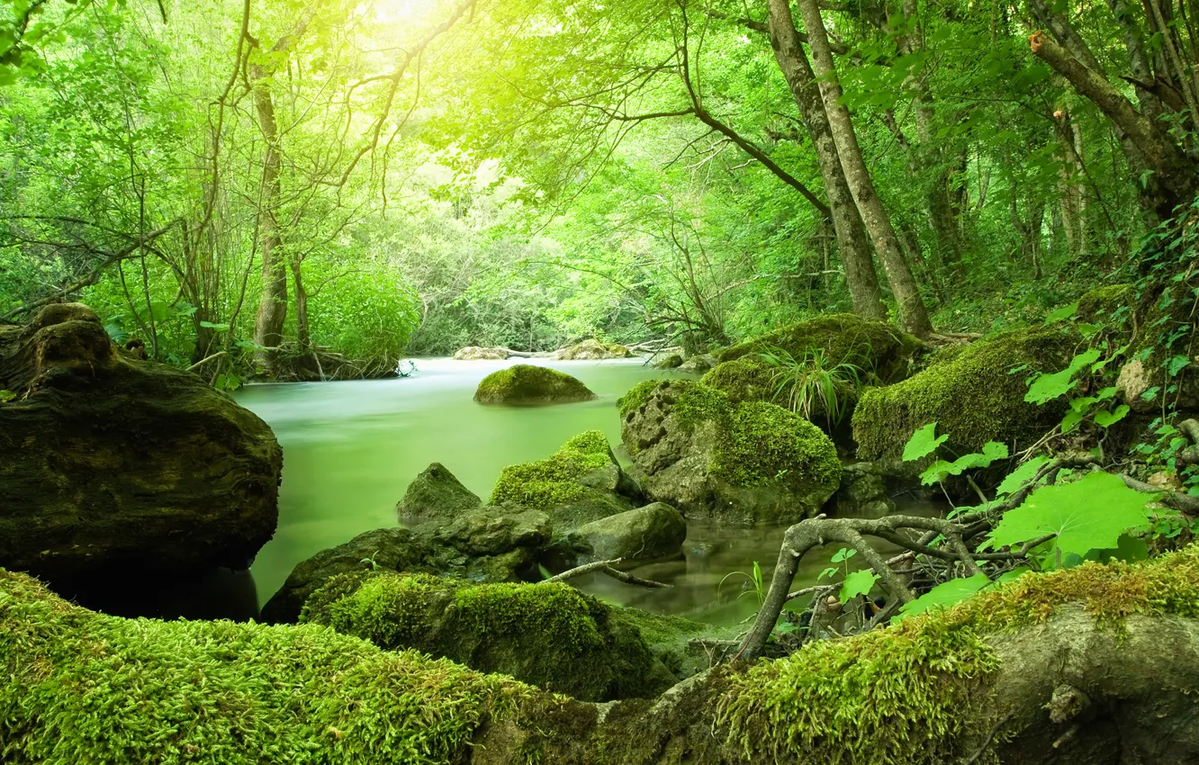 Photo wallpaper forest, nature, river, stones