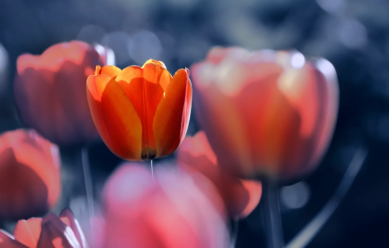 Photo wallpaper flowers, tulips, bokeh, Katrin Suroleiska