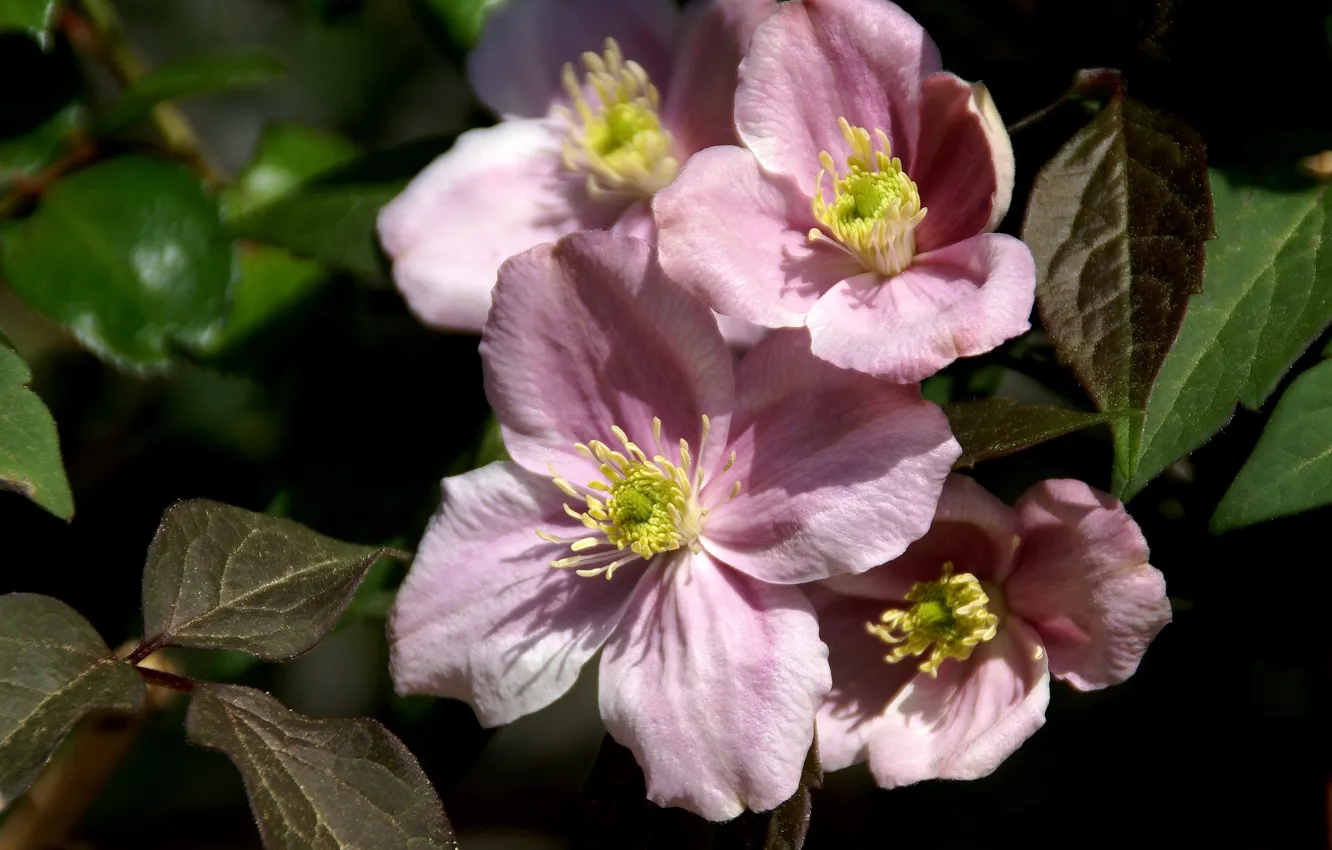Photo wallpaper pink, clematis, clematis
