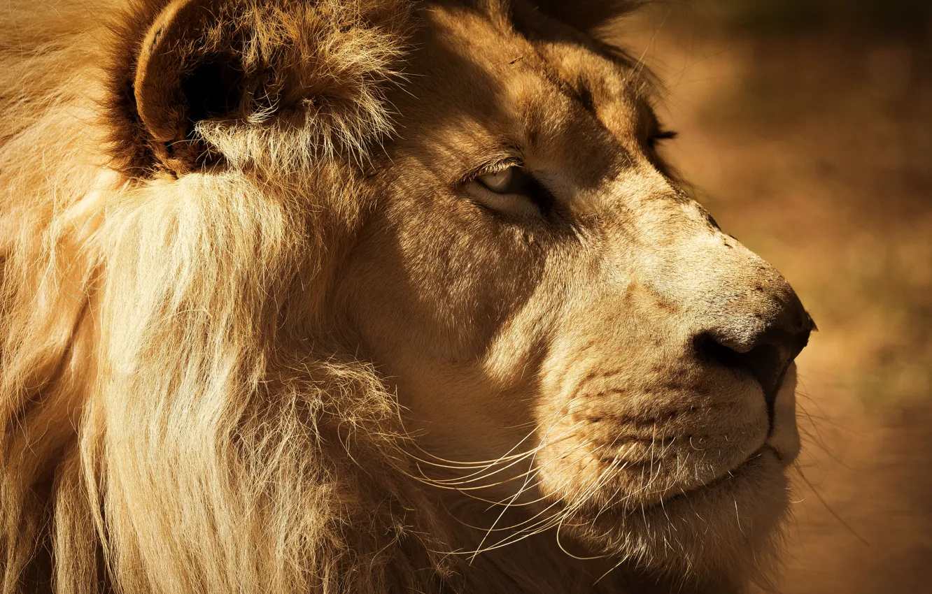 Photo wallpaper look, face, close-up, portrait, Leo, mane, the king of beasts, profile
