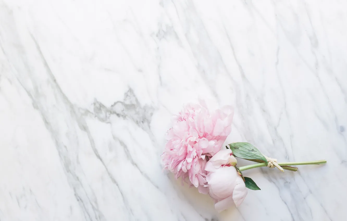 Photo wallpaper flowers, bouquet, marble, pink, flowers, peonies, peonies, tender