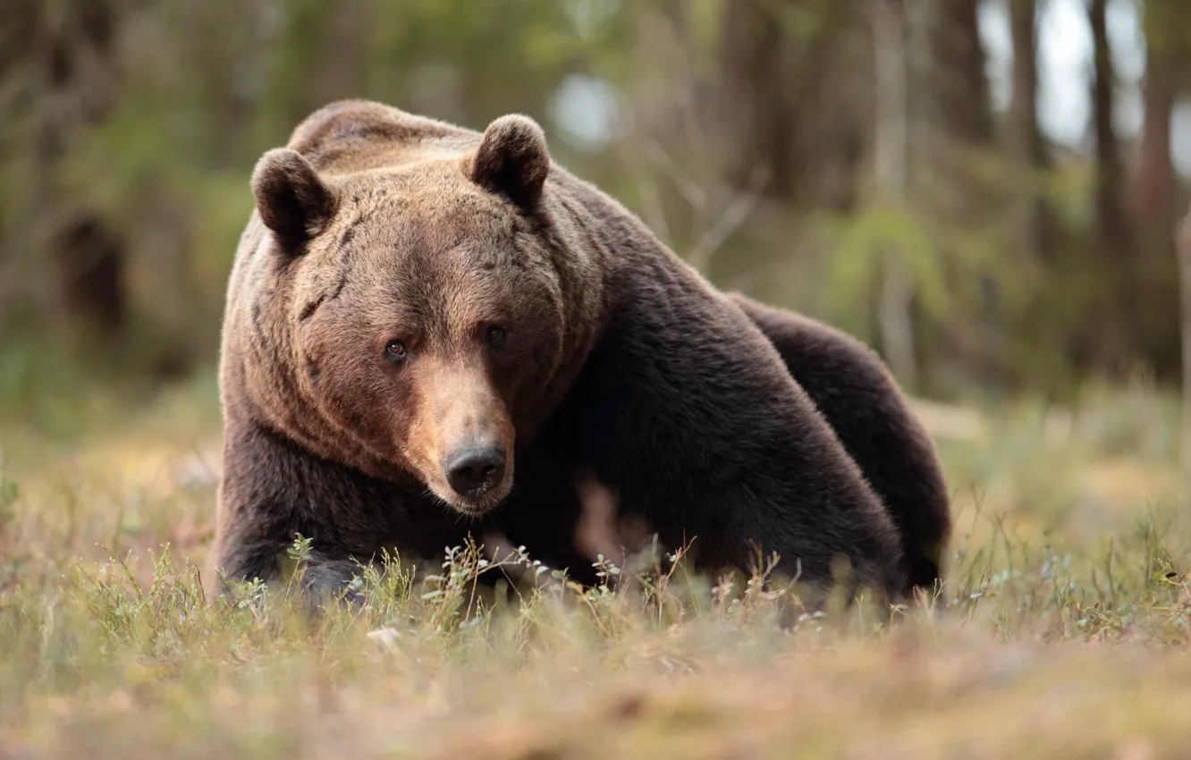 Photo wallpaper forest, look, face, nature, pose, stay, glade, bear