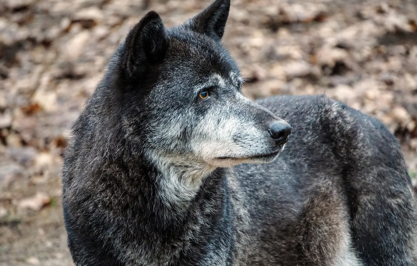 Photo wallpaper Predator, nature, snow, face, animal, wolf, wolves, canis lupus