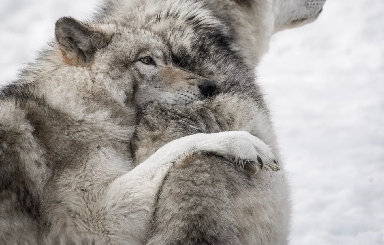 Photo wallpaper love, nature, predator, animal, wolf, wildlife, portrait., Canis lupus. face • wolf • portrait • …