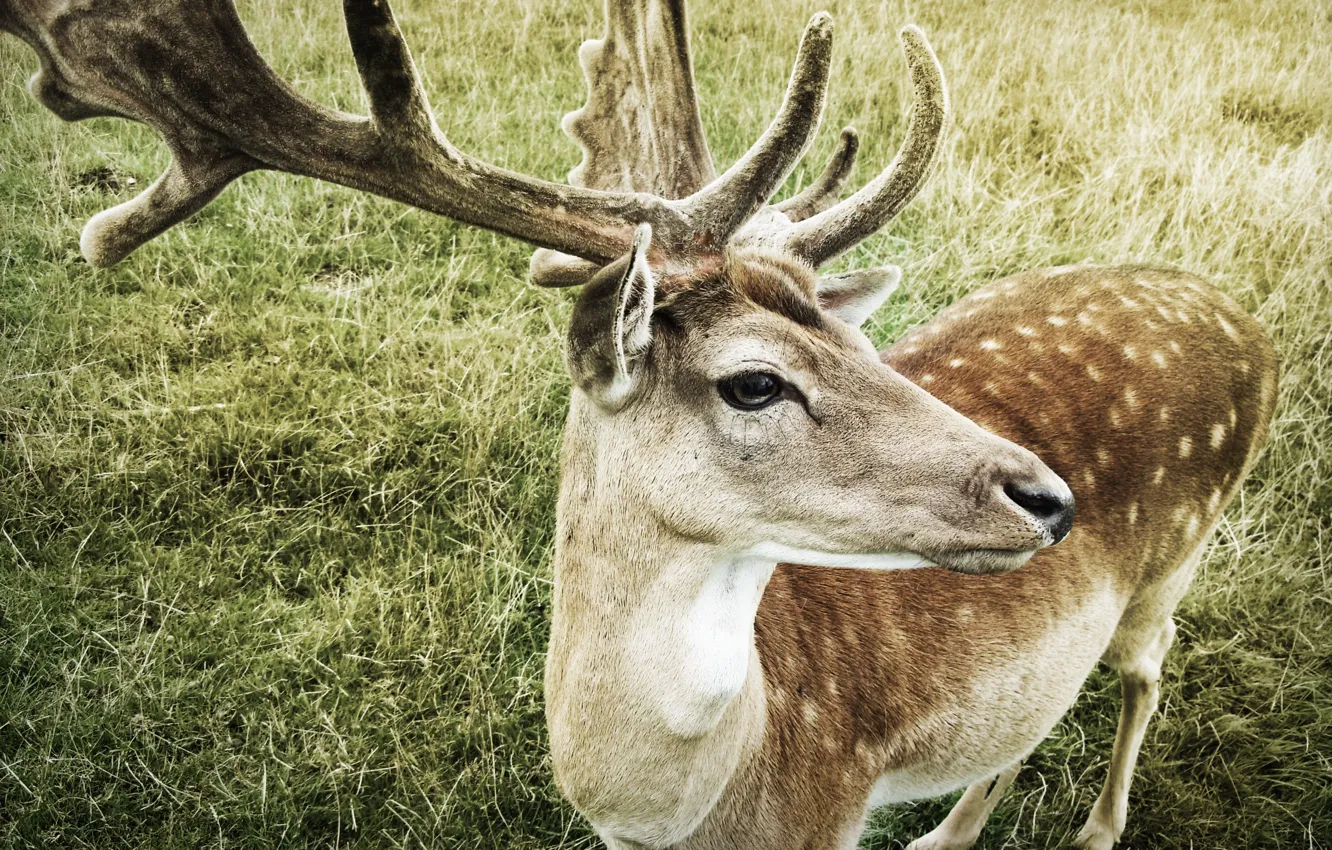 Photo wallpaper deer, horns, profile
