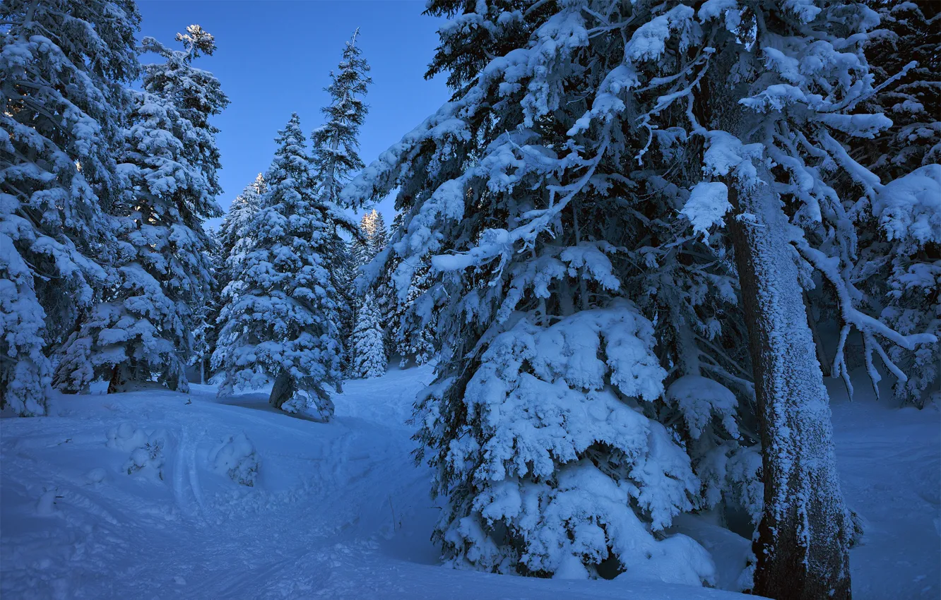 Photo wallpaper winter, forest, snow, trees, landscape, nature, ate, path