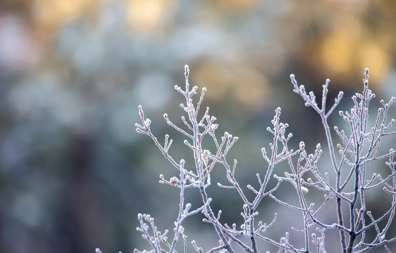 Photo wallpaper winter, frost, snow, trees, branches, nature, frost