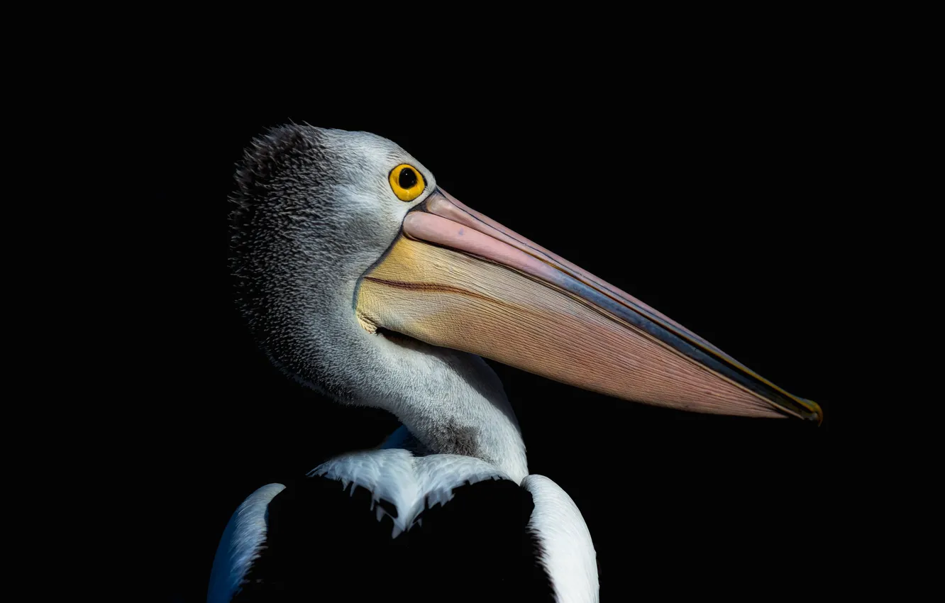 Photo wallpaper background, bird, Pelican