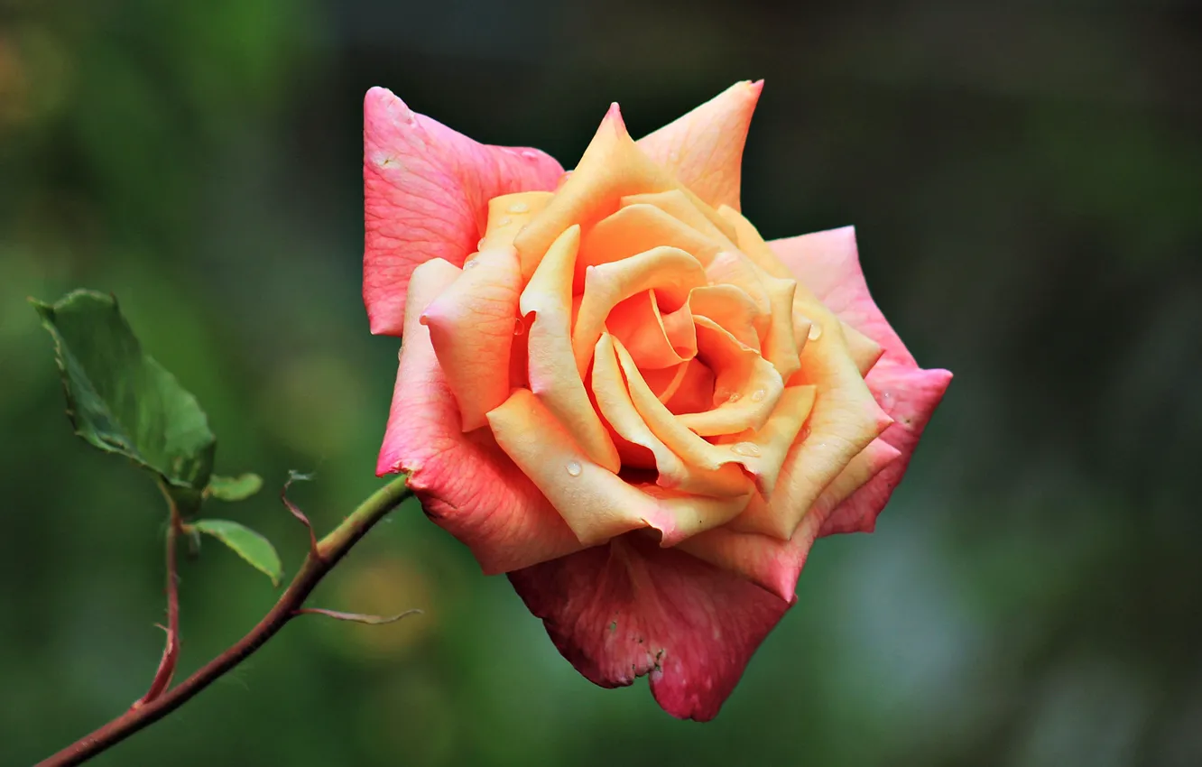 Photo wallpaper flowers, orange, background, roses, stem, pink, buds, salmon
