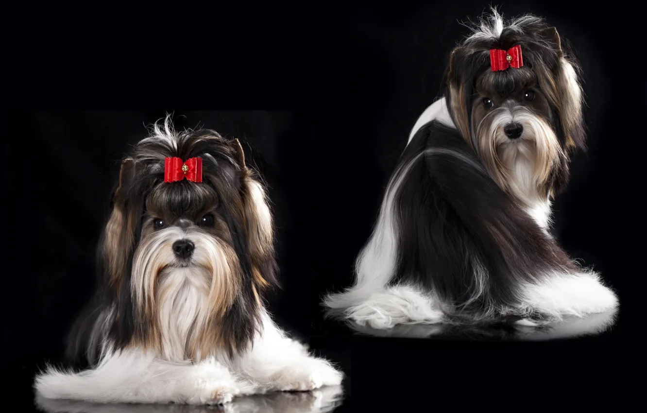 Photo wallpaper dog, girl, girl, bow, barrette, dog, bow, hair clip