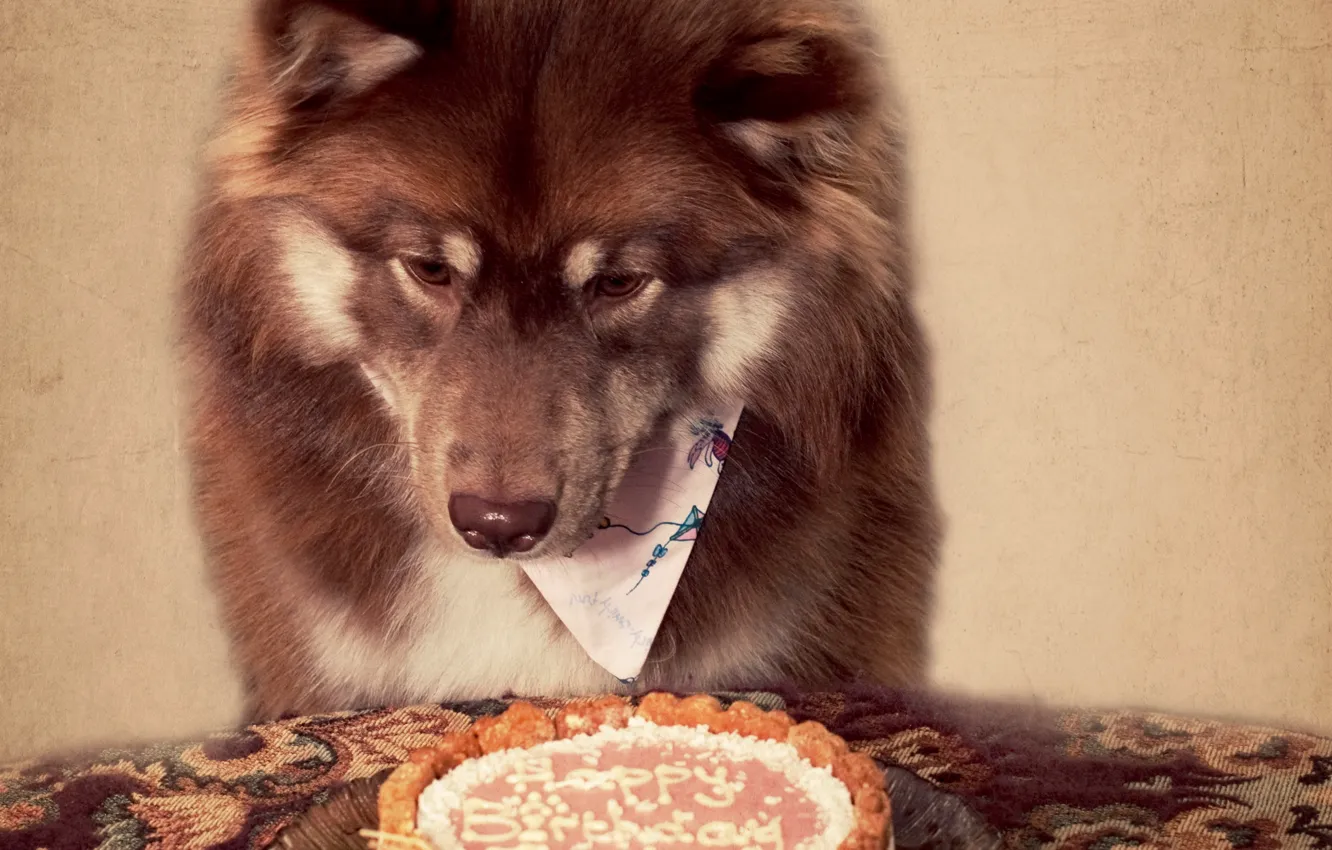 Photo wallpaper each, birthday, holiday, dog, cake