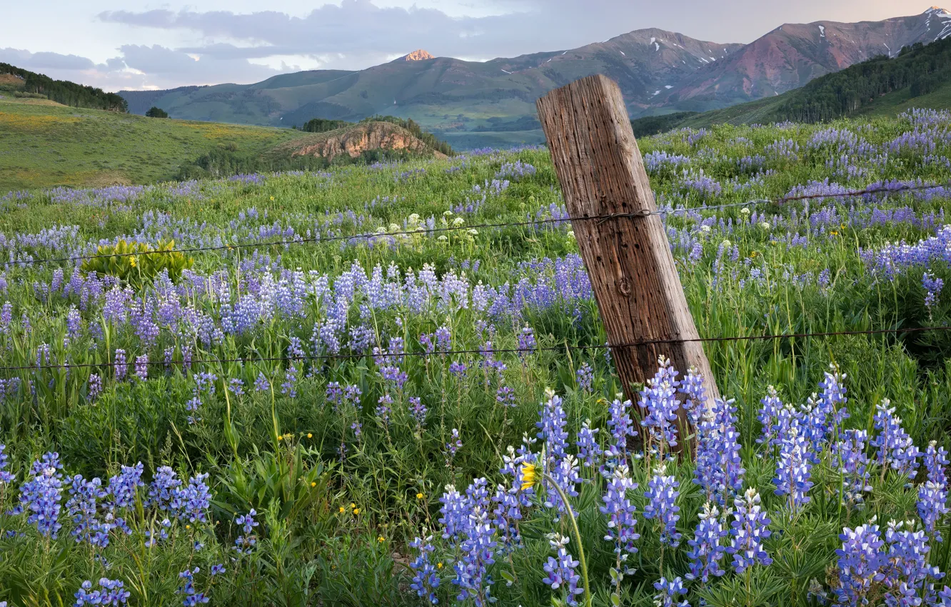Photo wallpaper field, summer, flowers, mountains, hills, glade, the slopes, the fence