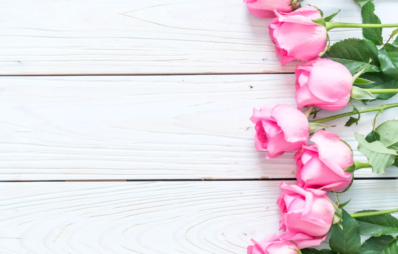 Photo wallpaper flowers, roses, pink, fresh, wood, pink, flowers, roses