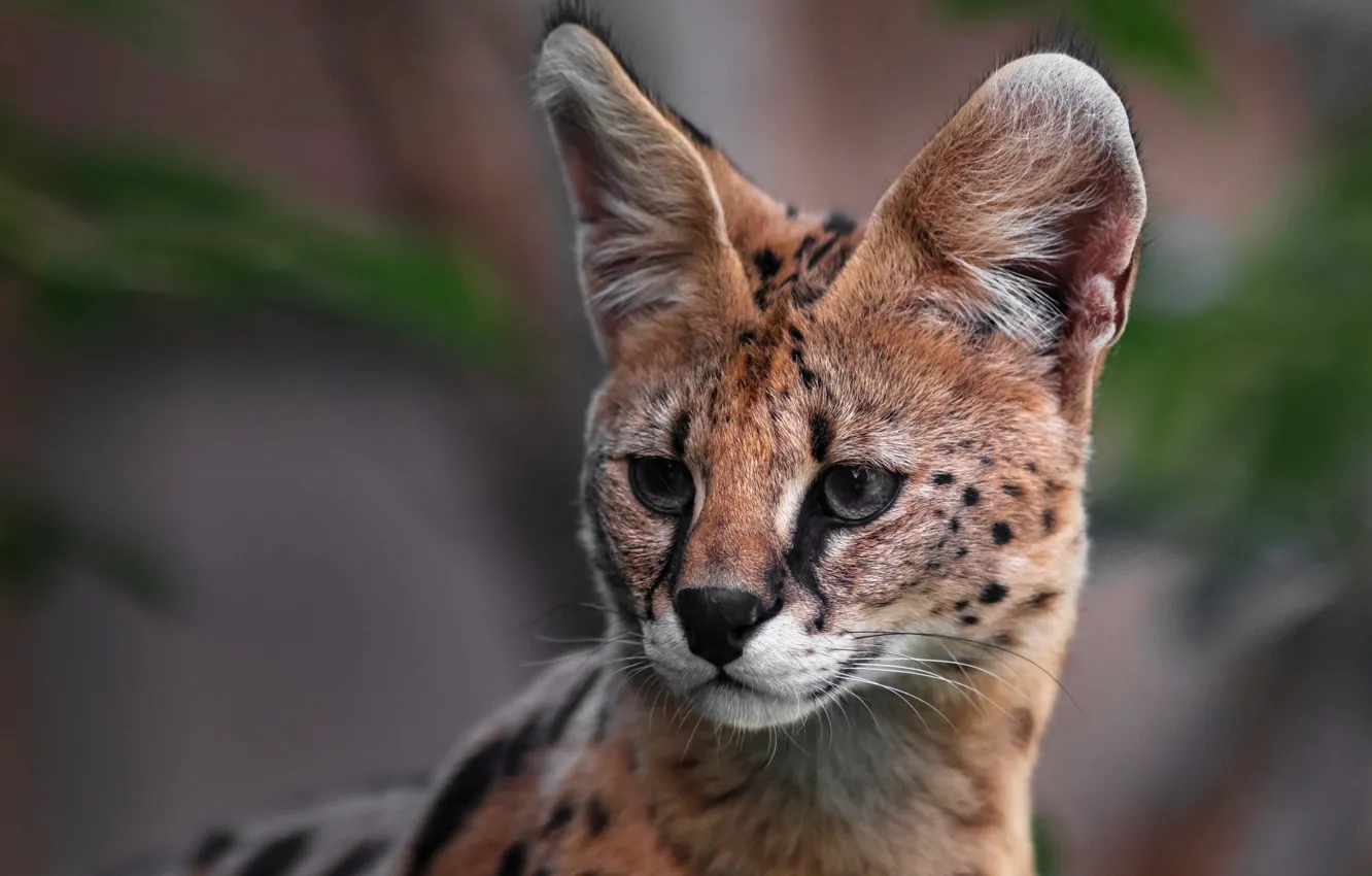 Photo wallpaper look, face, nature, pose, Serval