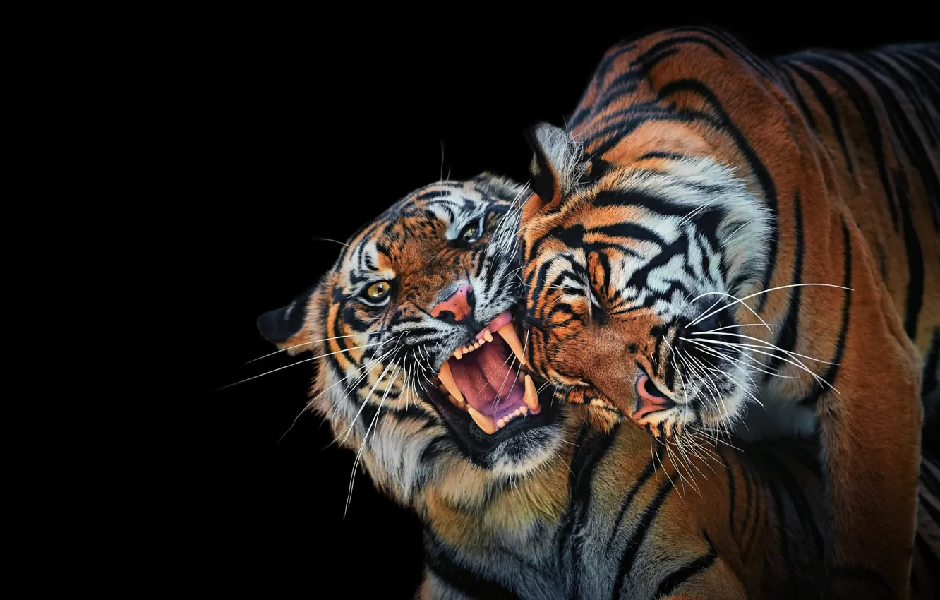 Photo wallpaper look, face, tiger, portrait, mouth, pair, fangs, grin