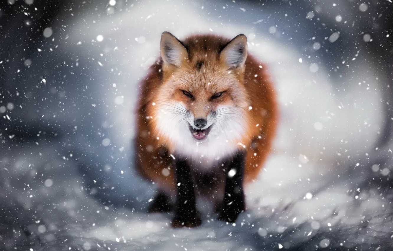 Photo wallpaper winter, face, snow, Fox, evil Fox