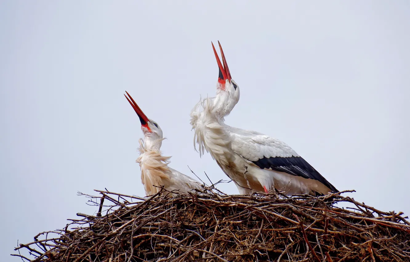 Photo wallpaper nature, socket, stork
