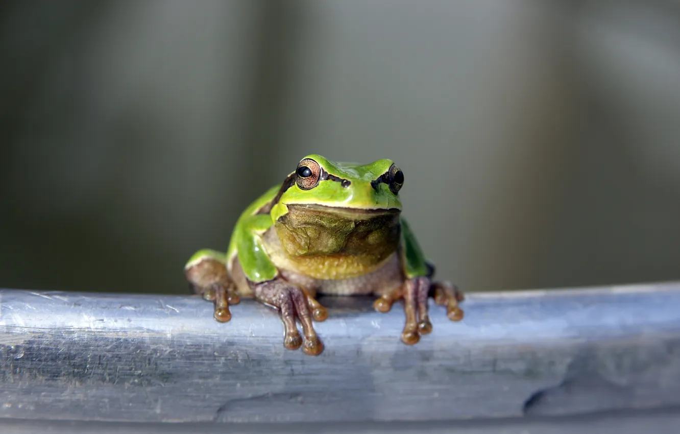 Photo wallpaper green, frog, reptile, toad