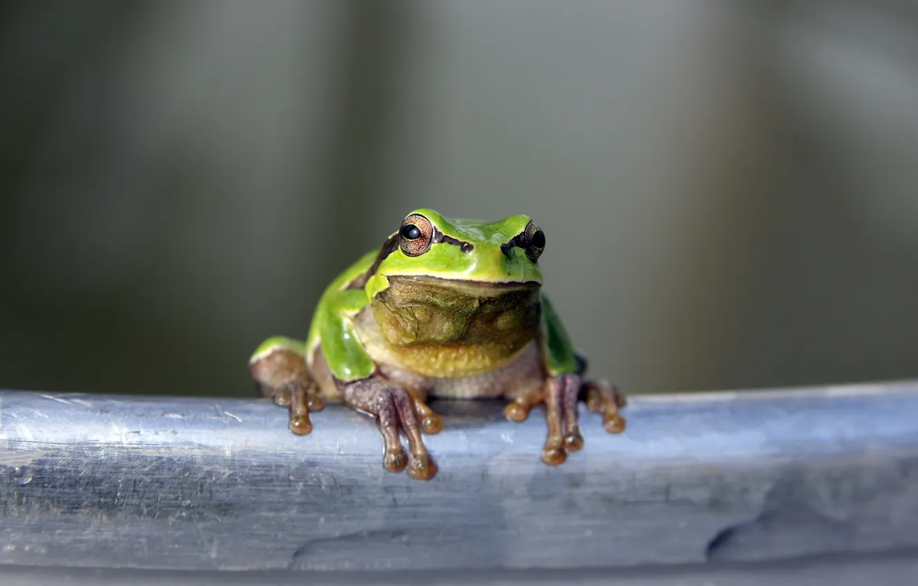 Photo wallpaper green, frog, reptile, Toad