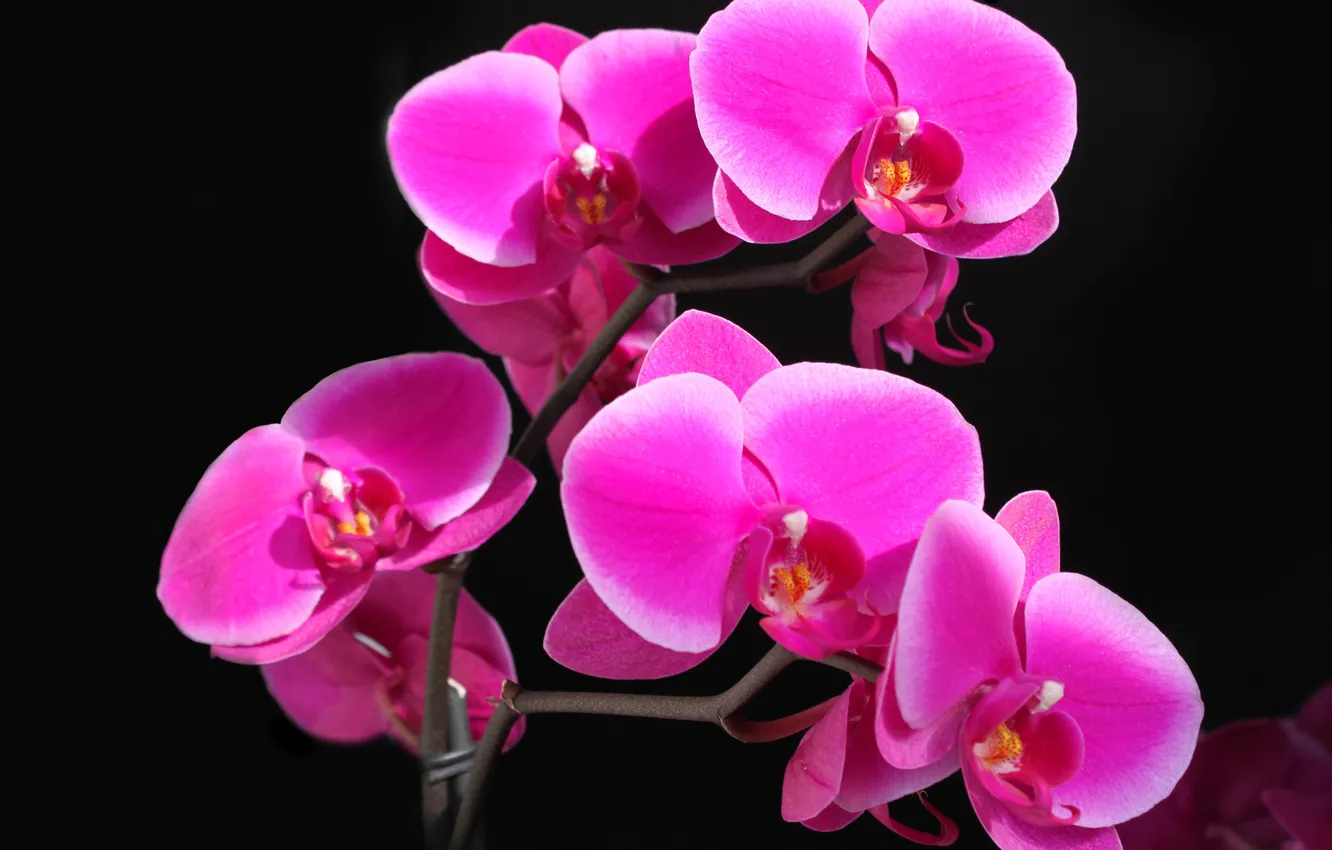 Photo wallpaper flower, light, Wallpaper, shadow, petals, contrast, Orchid