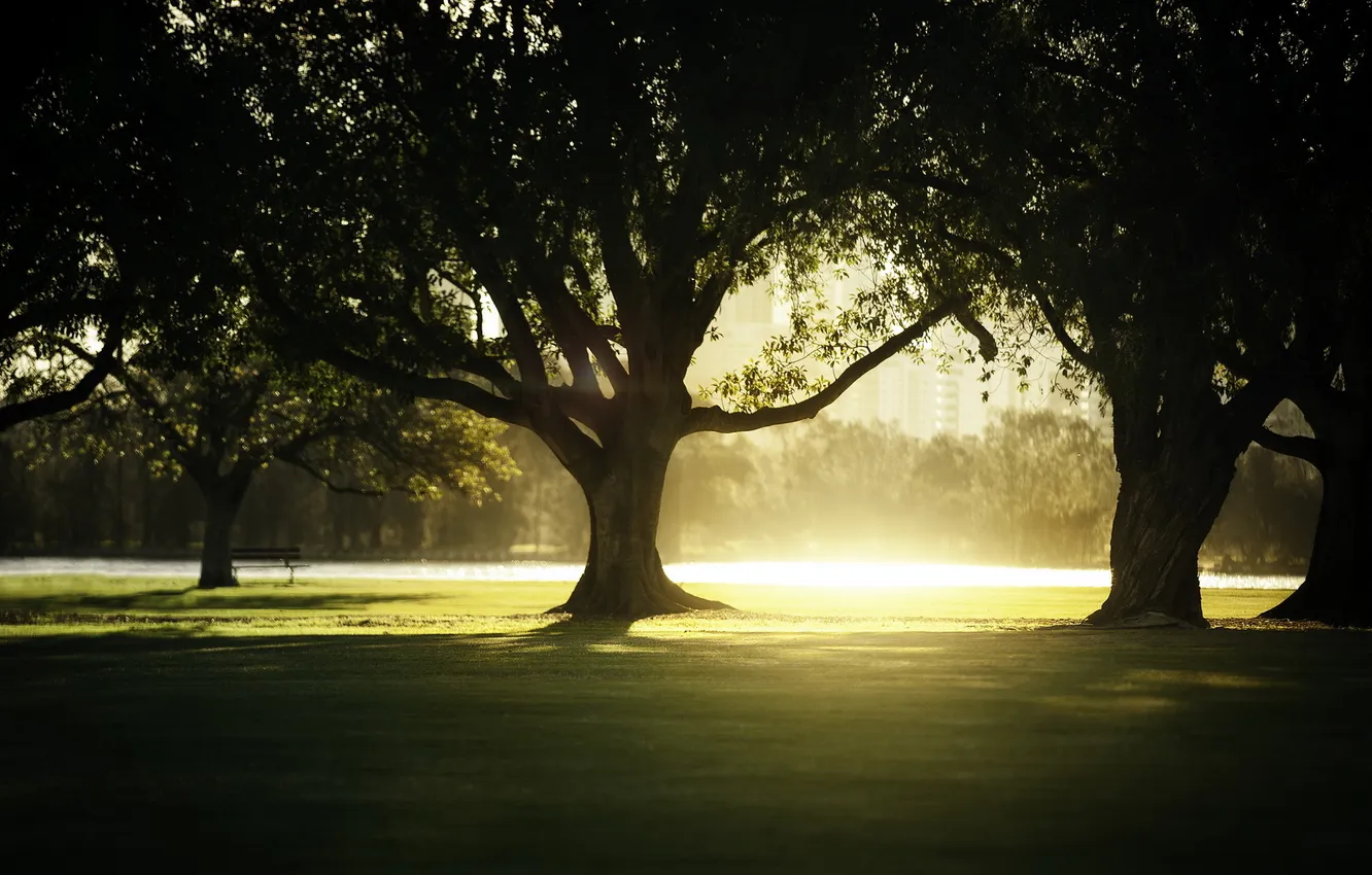 Photo wallpaper light, trees, Park