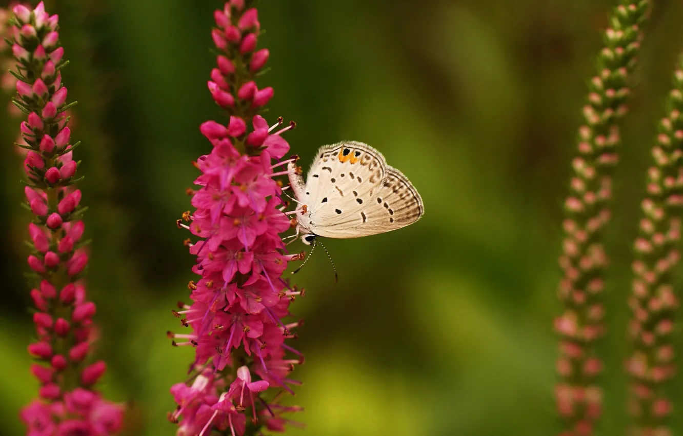 Photo wallpaper flowers, nature, butterfly, pink, field