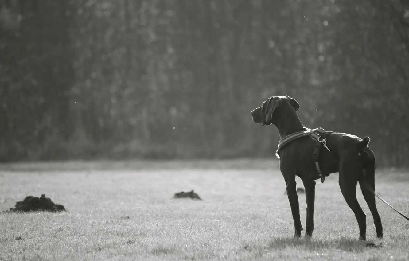 Photo wallpaper photo, mood, dog, black and white