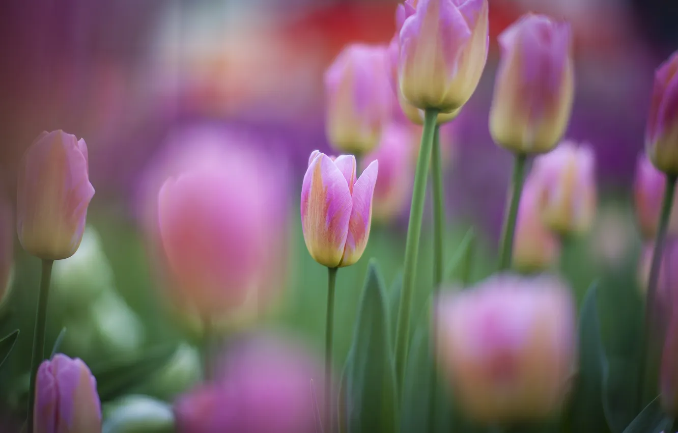 Photo wallpaper flowers, focus, spring, tulips