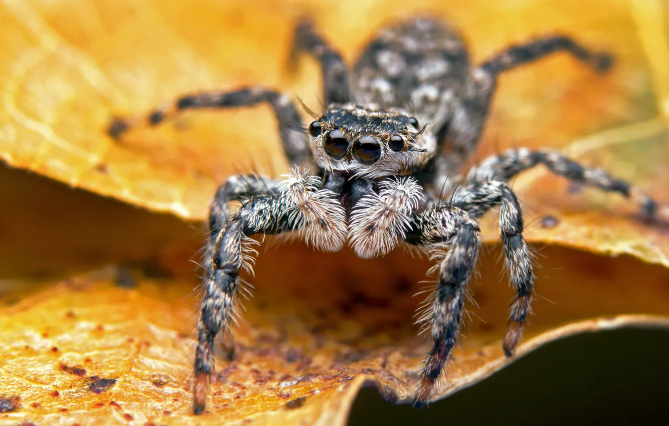 Photo wallpaper look, leaves, macro, yellow, background, spider, jumper, the Hoppy