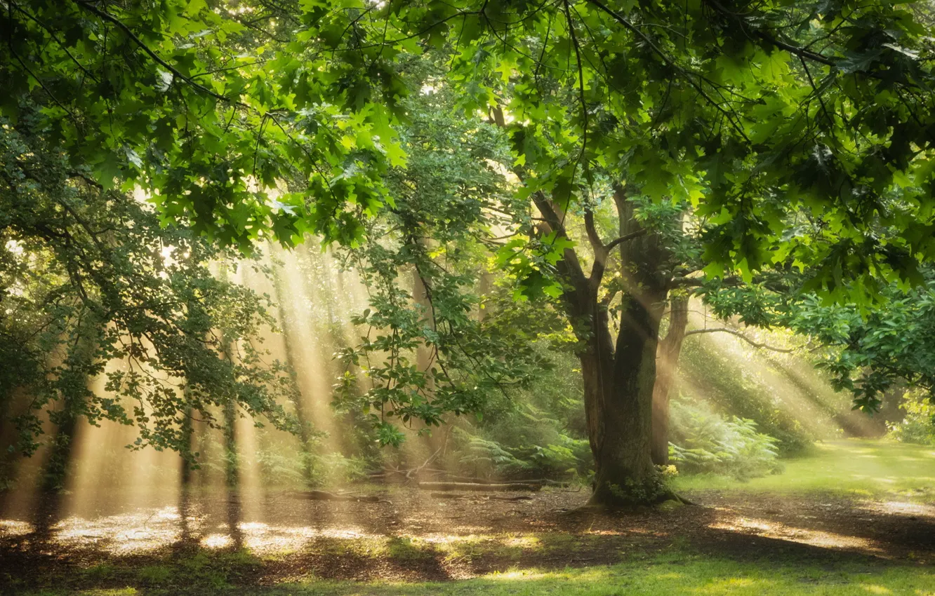 Photo wallpaper forest, light, nature, tree