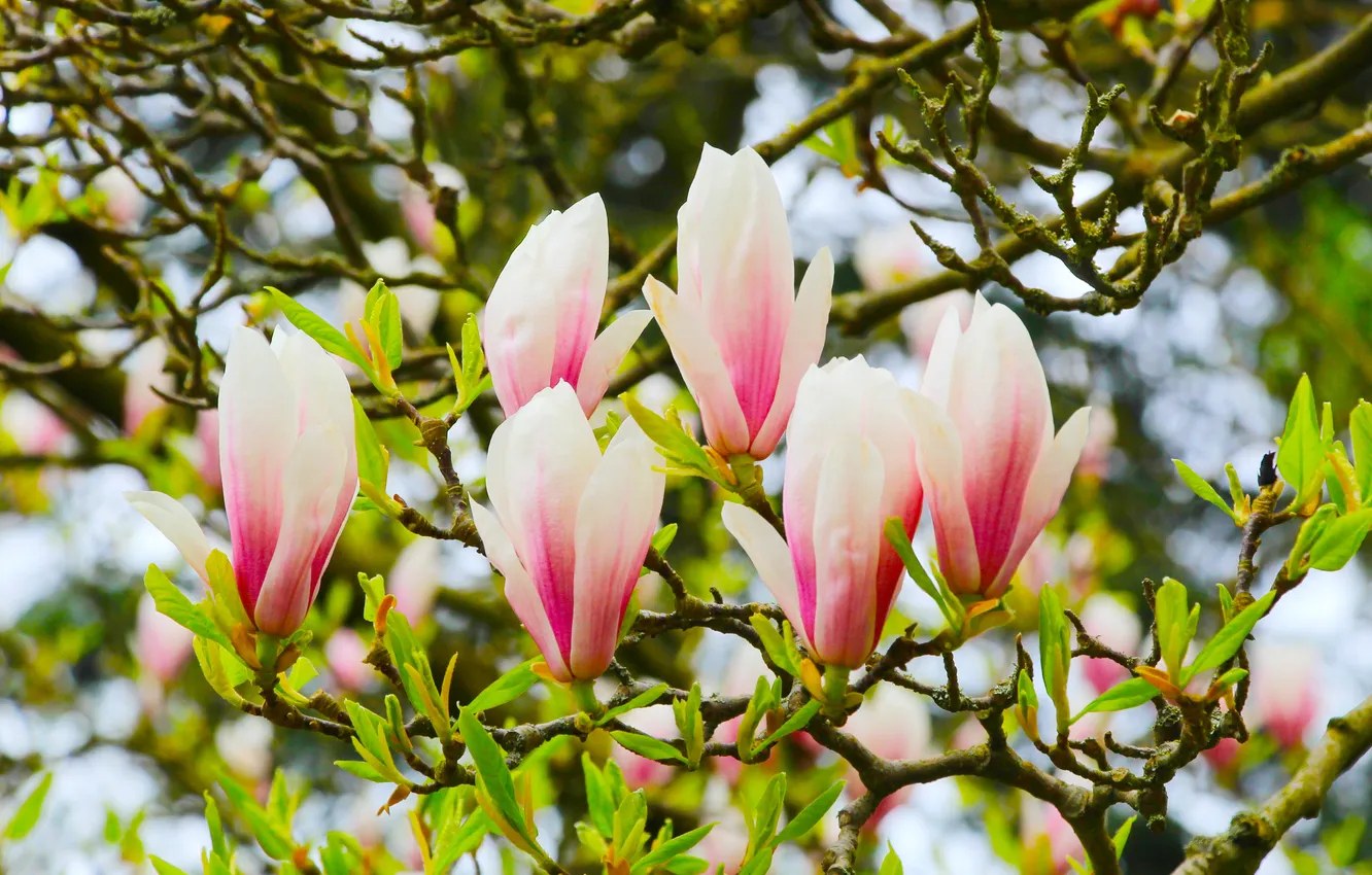 Photo wallpaper flower, spring, magnolia, twigs, blooming