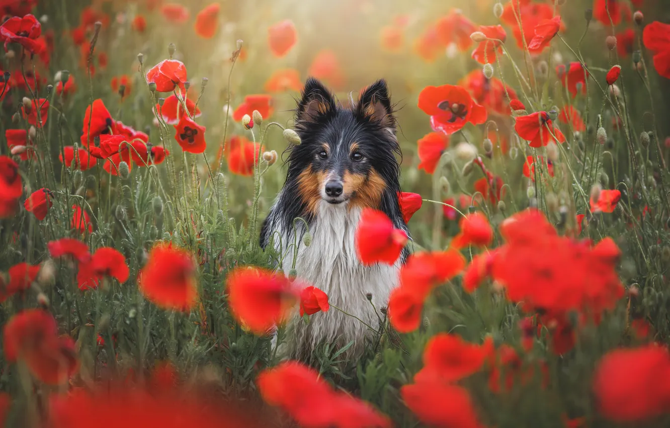 Photo wallpaper flowers, Maki, dog, Sheltie, Shetland Sheepdog, Yana Narbutovich