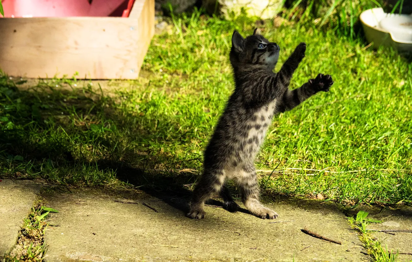 Photo wallpaper cat, grass, glade, the game, baby, kitty, box, stand