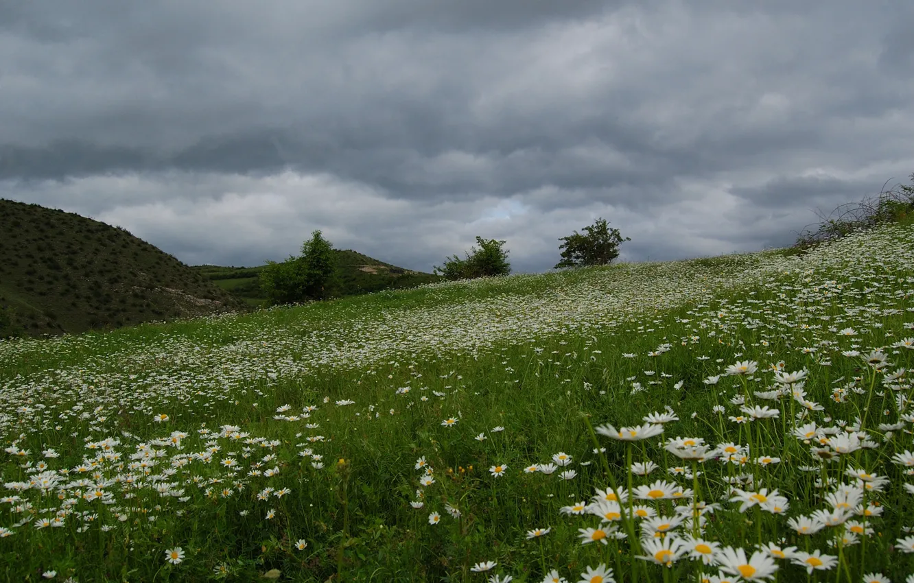 Photo wallpaper field, beautiful, daisies