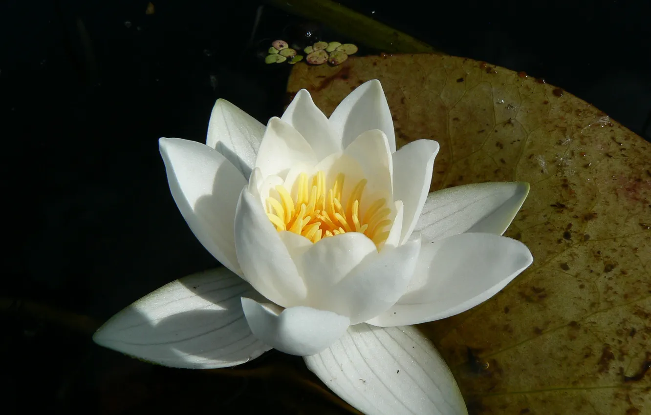 Photo wallpaper water, macro, Lily, Belarus, water Lily, my photo, white water Lily