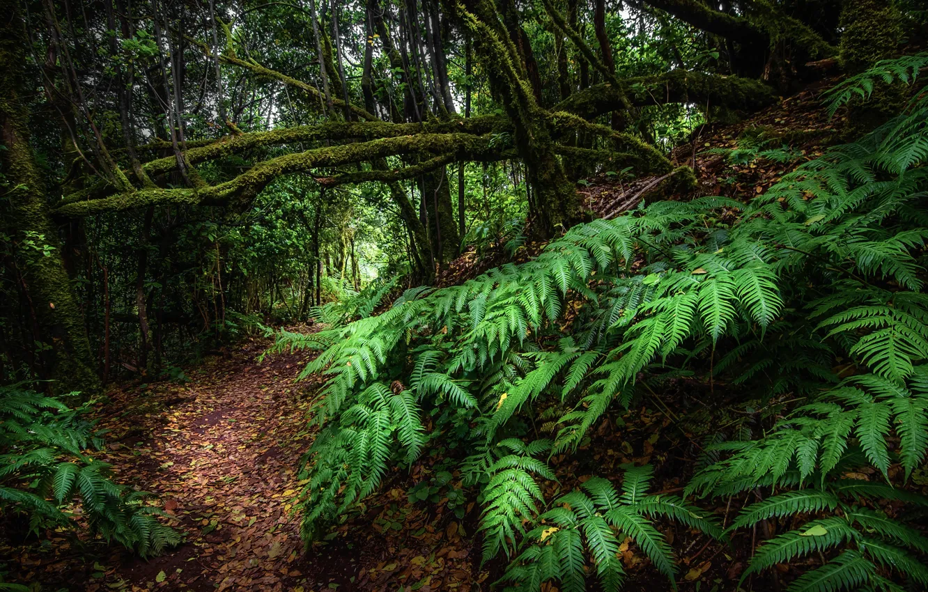 Photo wallpaper forest, leaves, trees, thickets, path