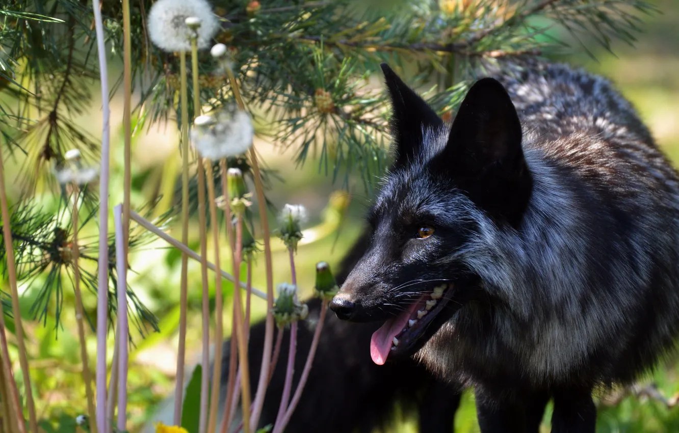 Photo wallpaper black, nature, silver Fox, Fox, language