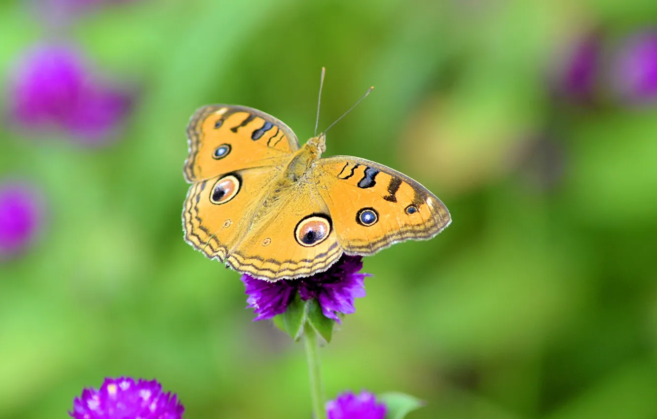 Photo wallpaper flowers, pattern, butterfly, wings, meadow