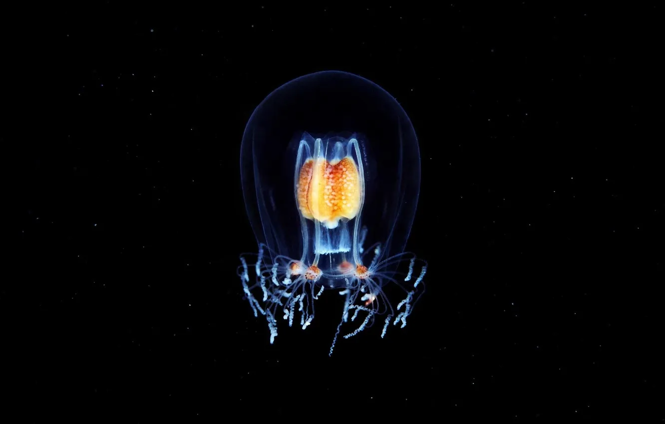 Photo wallpaper macro, the ocean, jellyfish
