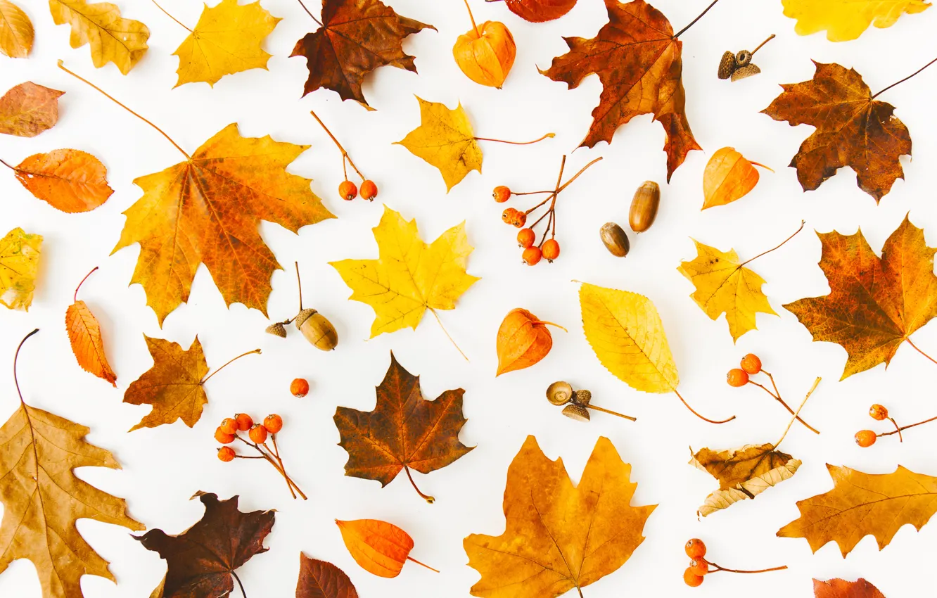 Photo wallpaper autumn, leaves, background, colorful, background, autumn, leaves, autumn