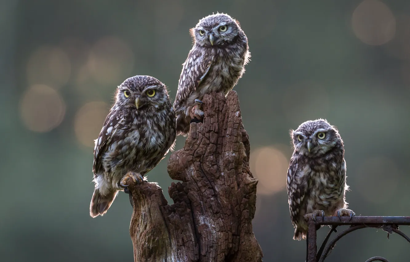 Photo wallpaper owl, bird, owl