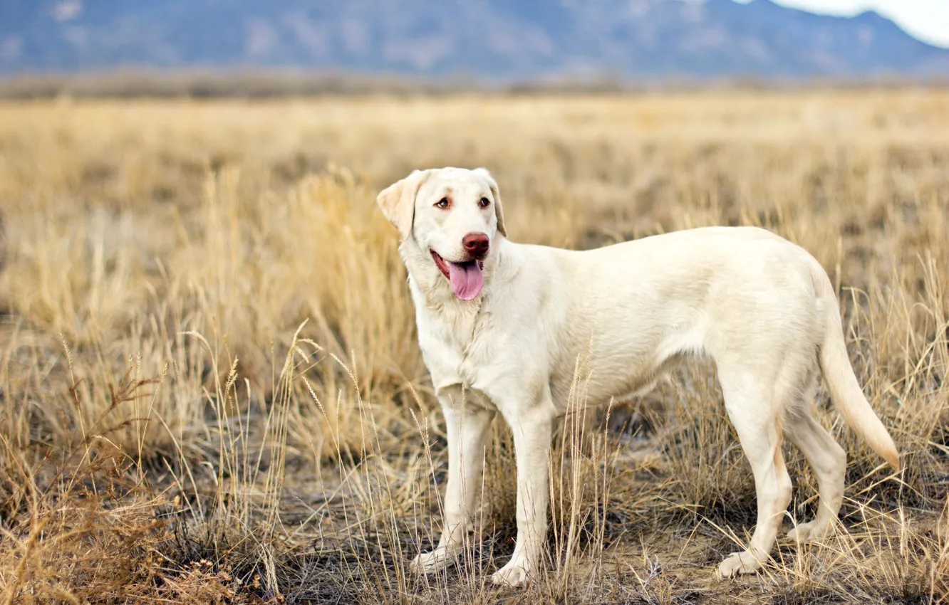 Photo wallpaper field, look, dog